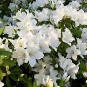 ヒメ日記 2025/05/21 12:27 投稿 おとは 川崎・東横人妻城