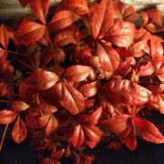 ヒメ日記 2024/12/29 20:21 投稿 いずみ 熟女の風俗最終章 町田店