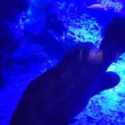 ヒメ日記 2025/01/14 13:48 投稿 まりあ WOWOW UENO HEALTH STATION