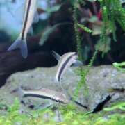 ヒメ日記 2025/01/15 14:38 投稿 まりあ WOWOW UENO HEALTH STATION