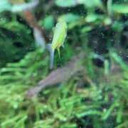 ヒメ日記 2025/01/22 14:45 投稿 まりあ WOWOW UENO HEALTH STATION