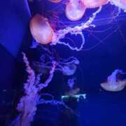 ヒメ日記 2025/03/04 12:31 投稿 まりあ WOWOW UENO HEALTH STATION