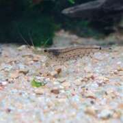 ヒメ日記 2025/04/09 21:49 投稿 まりあ WOWOW UENO HEALTH STATION