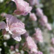 ヒメ日記 2025/04/16 14:22 投稿 まりあ WOWOW UENO HEALTH STATION