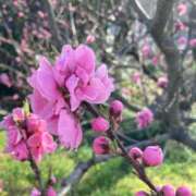 ヒメ日記 2025/04/15 13:51 投稿 りんか ぽちゃ・巨乳専門店　太田足利ちゃんこ