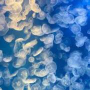 ヒメ日記 2025/04/17 14:01 投稿 りんか ぽちゃ・巨乳専門店　太田足利ちゃんこ