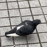 ヒメ日記 2025/04/15 19:31 投稿 真白-ましろ 熟女10000円デリヘル 川崎