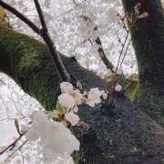 ヒメ日記 2025/04/25 09:46 投稿 真白-ましろ 熟女10000円デリヘル 川崎