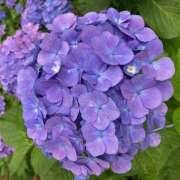 ヒメ日記 2025/06/13 09:46 投稿 真白-ましろ 熟女10000円デリヘル 川崎