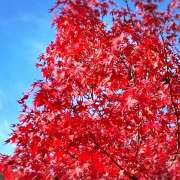 ヒメ日記 2025/12/05 16:54 投稿 真白-ましろ 熟女10000円デリヘル横浜