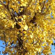 ヒメ日記 2024/12/16 09:52 投稿 みやび 蒼いうさぎ