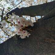 ヒメ日記 2025/04/10 21:54 投稿 みやび 蒼いうさぎ