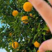 ヒメ日記 2024/12/11 21:34 投稿 しおみ 熟女の風俗最終章 新潟店