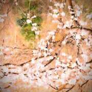 ヒメ日記 2025/04/06 16:02 投稿 うめか 熟女の風俗最終章 宇都宮店