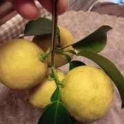 ヒメ日記 2025/02/09 00:18 投稿 池添【いけぞえ】 丸妻 西船橋店