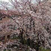 ヒメ日記 2025/03/31 08:31 投稿 池添【いけぞえ】 丸妻 西船橋店