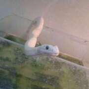 ヒメ日記 2025/04/27 10:18 投稿 池添【いけぞえ】 丸妻 西船橋店