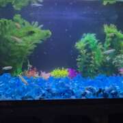 ヒメ日記 2024/12/19 08:06 投稿 ゆづき 風鈴(ふうりん)