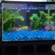 ヒメ日記 2024/12/24 08:07 投稿 ゆづき 風鈴(ふうりん)