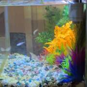 ヒメ日記 2025/02/12 07:31 投稿 ゆづき 風鈴(ふうりん)