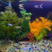 ヒメ日記 2025/02/19 08:40 投稿 ゆづき 風鈴(ふうりん)