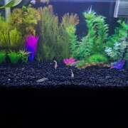 ヒメ日記 2025/02/26 07:31 投稿 ゆづき 風鈴(ふうりん)