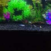 ヒメ日記 2025/03/06 07:00 投稿 ゆづき 風鈴(ふうりん)