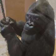 ヒメ日記 2025/03/11 09:01 投稿 ゆづき 風鈴（ふうりん）