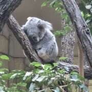 ヒメ日記 2025/03/13 07:20 投稿 ゆづき 風鈴（ふうりん）