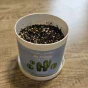 ヒメ日記 2025/03/18 08:06 投稿 ゆづき 風鈴（ふうりん）