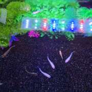 ヒメ日記 2025/03/21 07:50 投稿 ゆづき 風鈴(ふうりん)