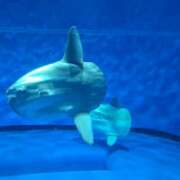 ヒメ日記 2025/04/06 08:43 投稿 ゆづき 風鈴(ふうりん)