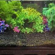 ヒメ日記 2025/04/08 08:48 投稿 ゆづき 風鈴（ふうりん）