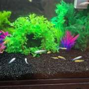 ヒメ日記 2025/04/11 08:51 投稿 ゆづき 風鈴(ふうりん)