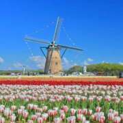 ヒメ日記 2025/04/23 08:59 投稿 ゆづき 風鈴（ふうりん）