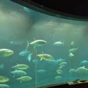 ヒメ日記 2025/04/25 08:54 投稿 ゆづき 風鈴(ふうりん)