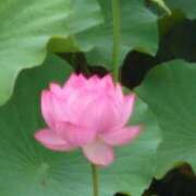 ヒメ日記 2025/05/26 08:52 投稿 ゆづき 風鈴（ふうりん）