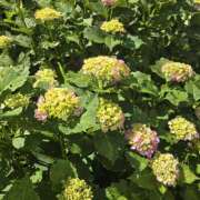 ヒメ日記 2025/05/30 08:49 投稿 ゆづき 風鈴（ふうりん）