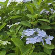 ヒメ日記 2025/06/11 09:00 投稿 ゆづき 風鈴（ふうりん）