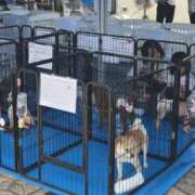 ヒメ日記 2025/06/15 11:51 投稿 ゆづき 風鈴（ふうりん）