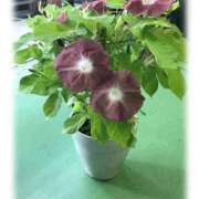 ヒメ日記 2025/07/07 08:48 投稿 ゆづき 風鈴（ふうりん）