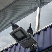 ヒメ日記 2025/07/12 08:30 投稿 ゆづき 風鈴（ふうりん）