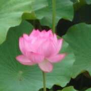 ヒメ日記 2025/08/18 13:27 投稿 ゆづき 風鈴（ふうりん）