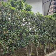 ヒメ日記 2025/10/17 11:19 投稿 ゆづき 風鈴（ふうりん）