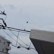 ヒメ日記 2025/12/11 08:28 投稿 ゆづき 風鈴(ふうりん)