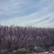 ヒメ日記 2026/04/21 08:07 投稿 ゆづき 風鈴（ふうりん）