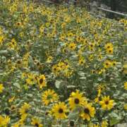 ヒメ日記 2026/08/20 07:46 投稿 ゆづき 風鈴（ふうりん）