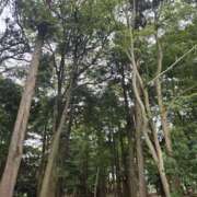 ヒメ日記 2026/10/13 09:47 投稿 ゆづき 風鈴（ふうりん）