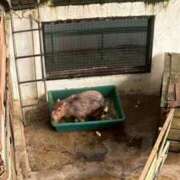 ヒメ日記 2026/03/28 11:52 投稿 のりか 風鈴（ふうりん）