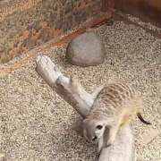 ヒメ日記 2026/08/21 12:05 投稿 のりか 風鈴（ふうりん）